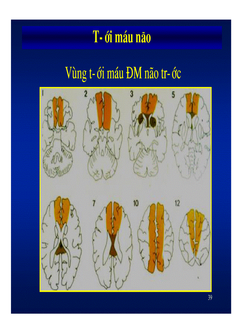 image for page Giải phẫu thần kinh đối chiếu chẩn đoán hình ảnh
