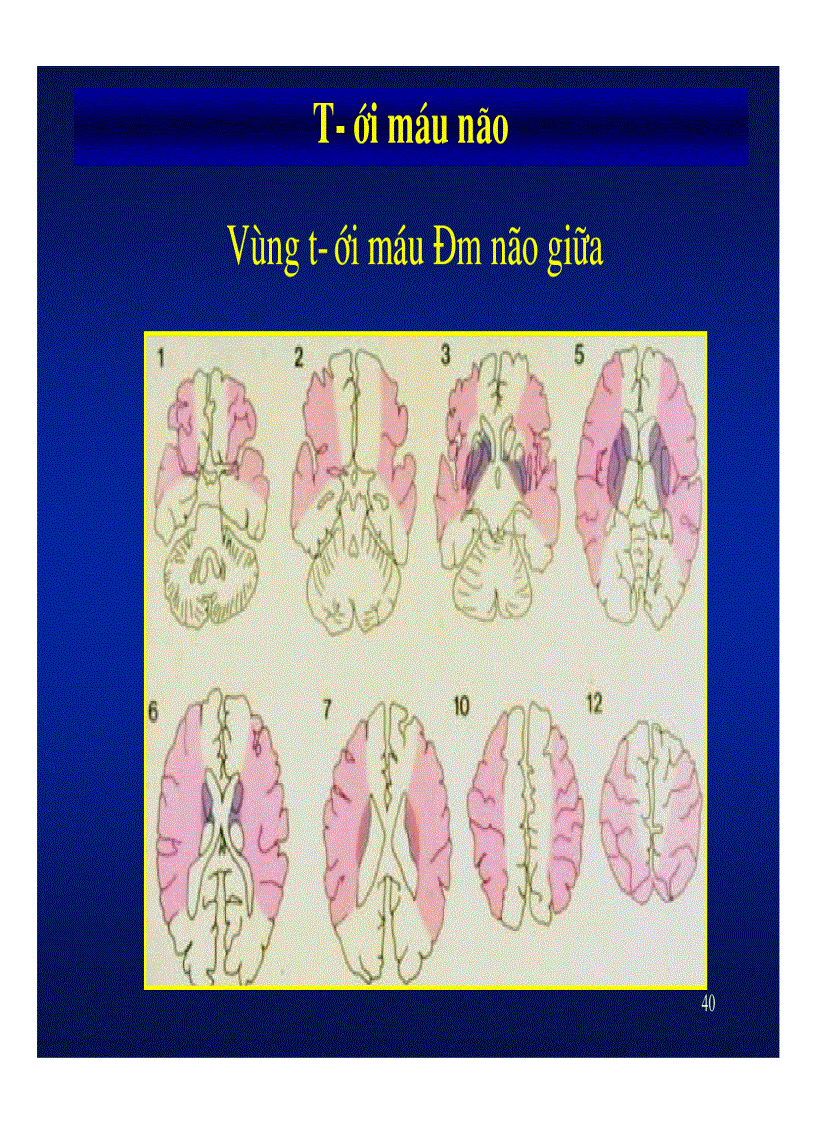 image for page Giải phẫu thần kinh đối chiếu chẩn đoán hình ảnh