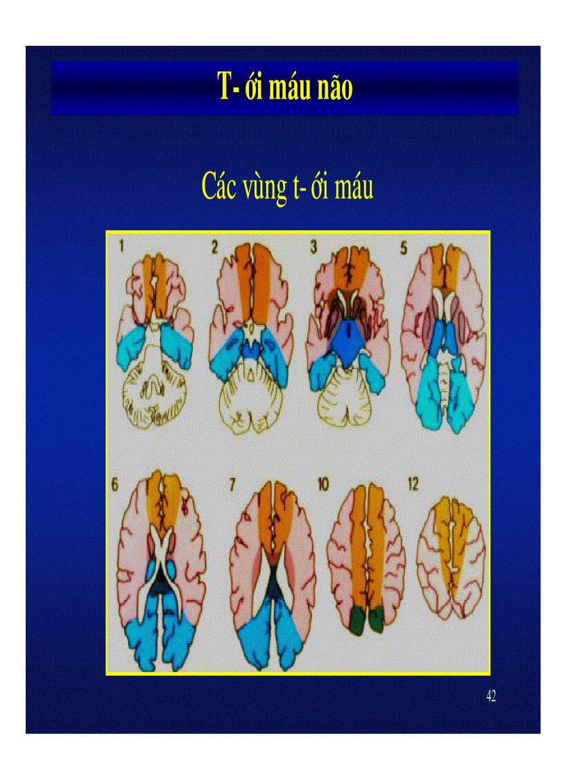 image for page Giải phẫu thần kinh đối chiếu chẩn đoán hình ảnh