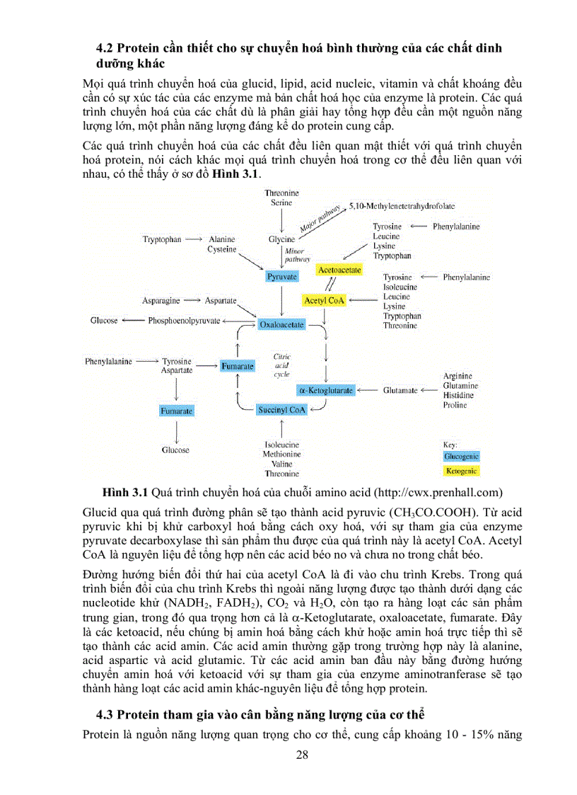 image for page Giáo Trình Dinh Dưỡng Người