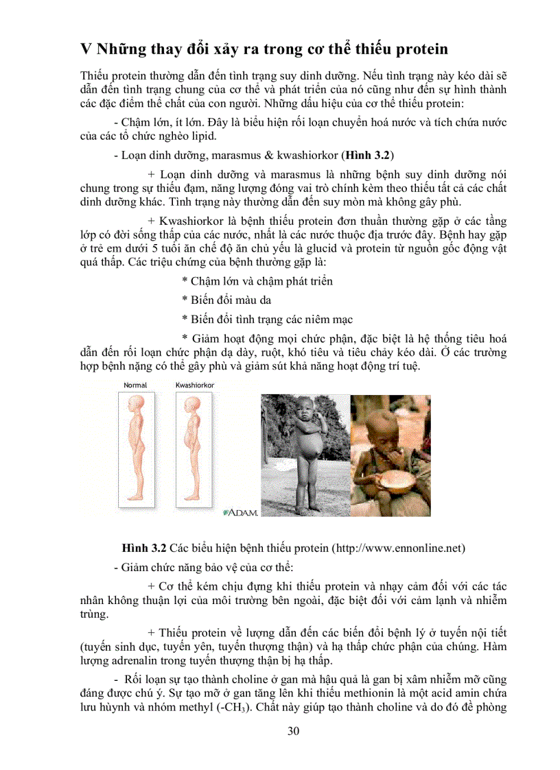 image for page Giáo Trình Dinh Dưỡng Người