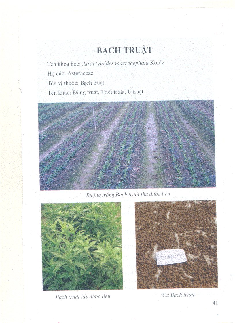 image for page Kỹ thuật trồng