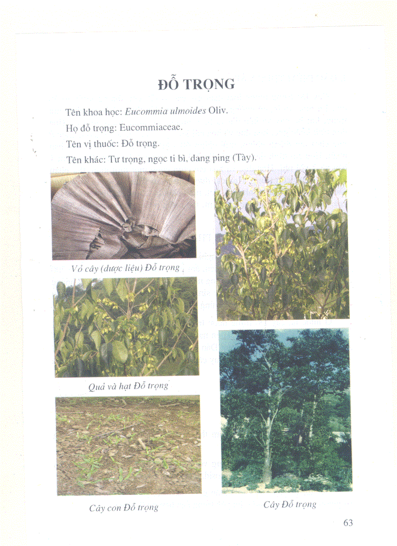 image for page Kỹ thuật trồng