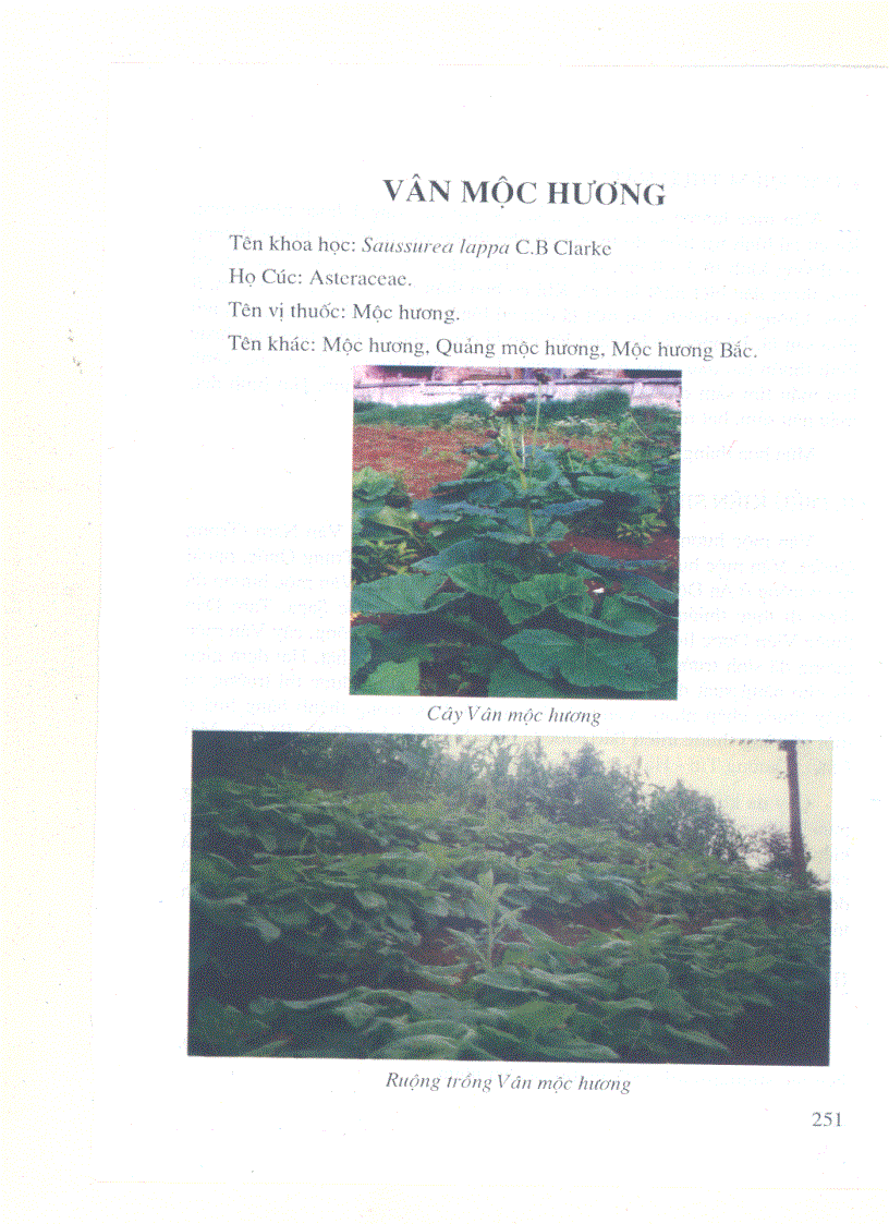 image for page Kỹ thuật trồng