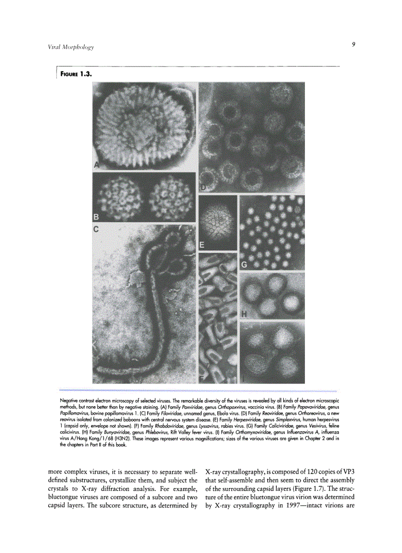 image for page Veterinary Virology Third Edition