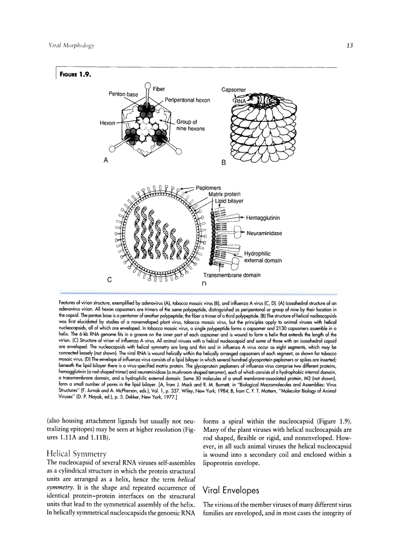 image for page Veterinary Virology Third Edition