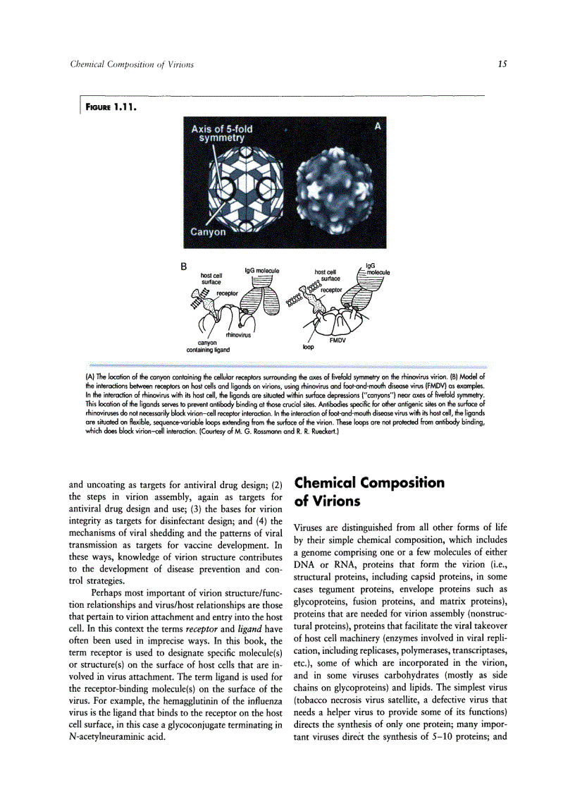 image for page Veterinary Virology Third Edition