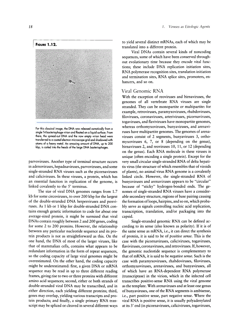 image for page Veterinary Virology Third Edition