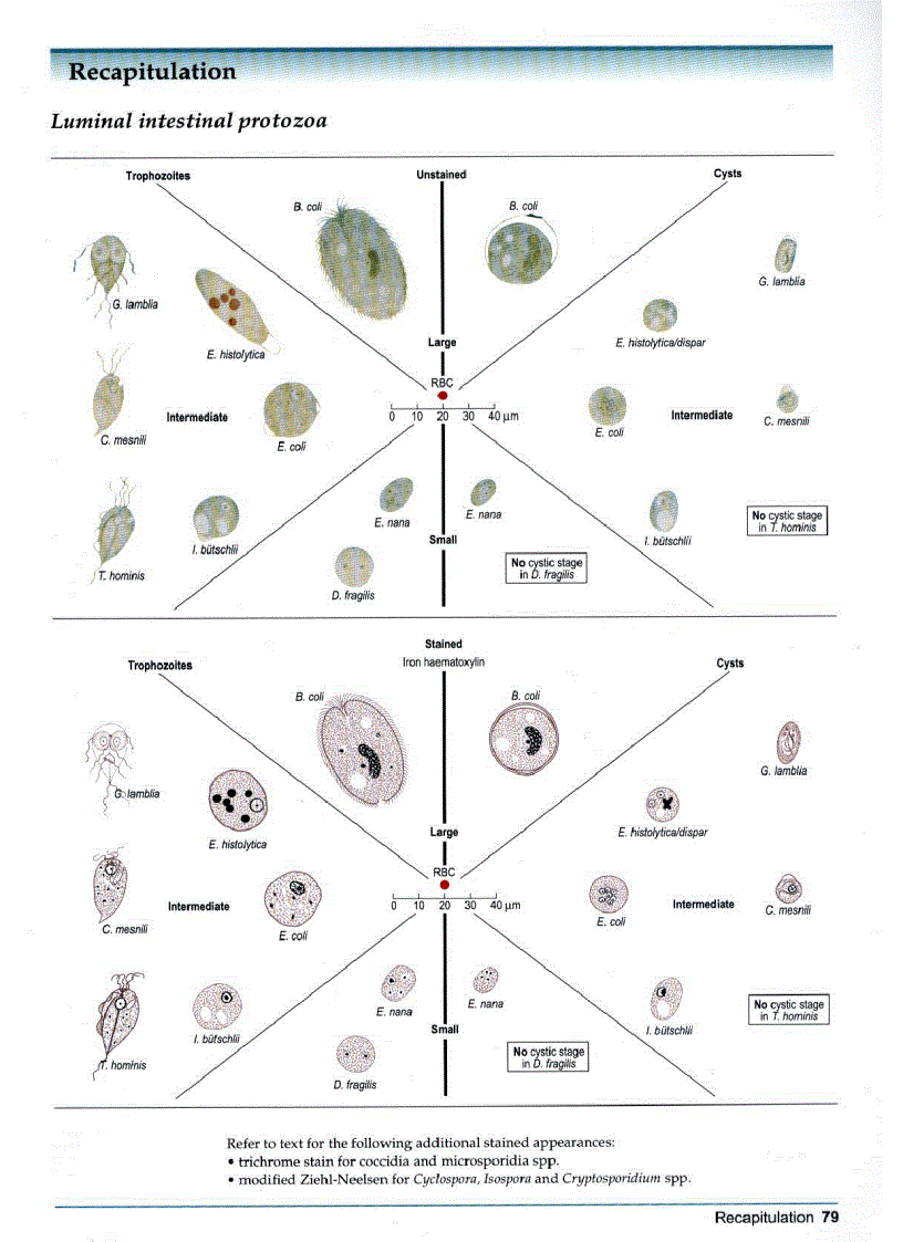 image for page Atlas of Medical Helminthology and Protozoology