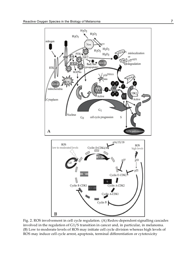 image for page Breakthroughs in Melanoma Research