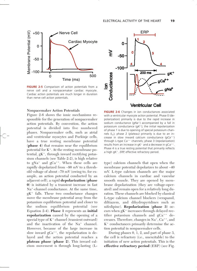 image for page Cardiovascular Physiology Concepts