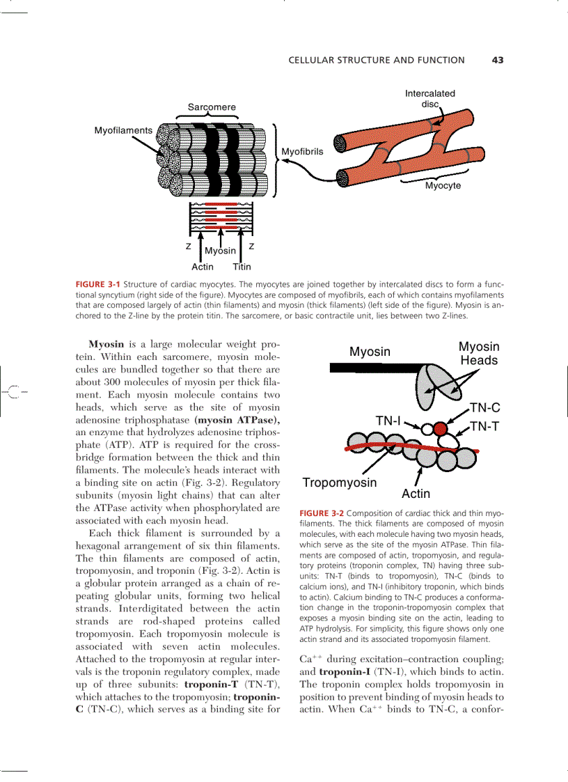 image for page Cardiovascular Physiology Concepts