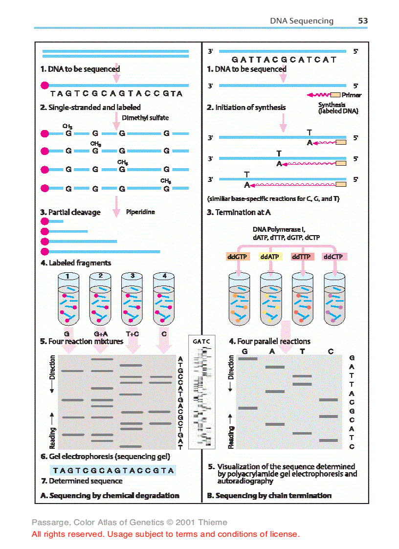 image for page Color atlas of genetics Passarge E