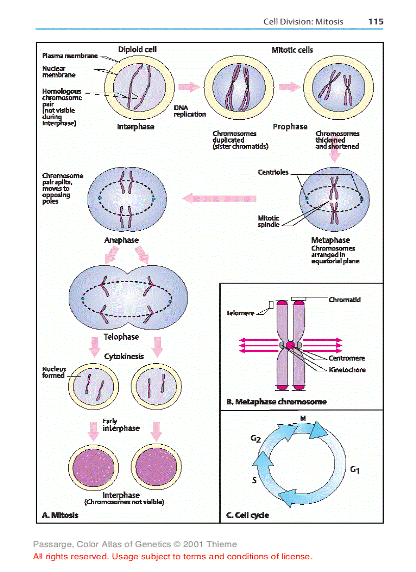image for page Color atlas of genetics Passarge E