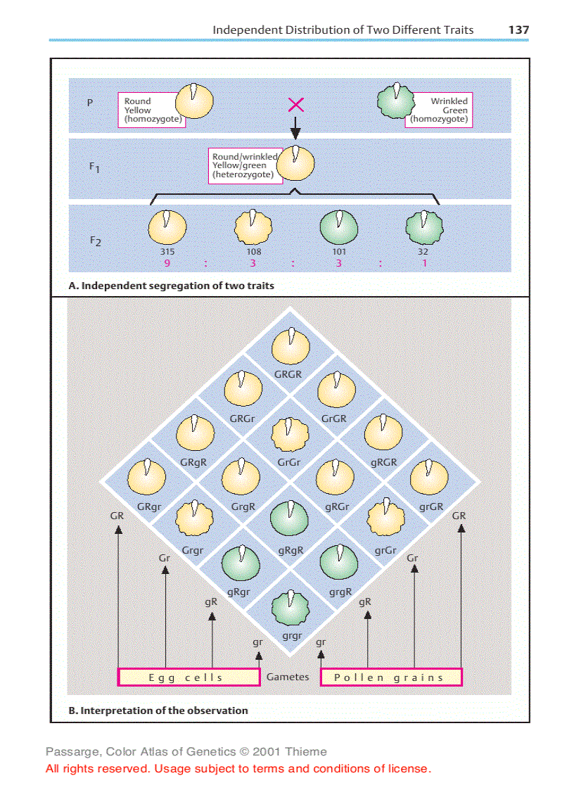 image for page Color atlas of genetics Passarge E