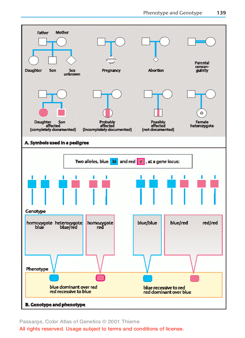 image for page Color atlas of genetics Passarge E