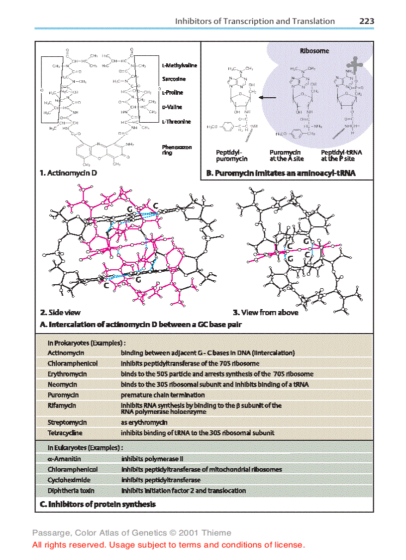 image for page Color atlas of genetics Passarge E
