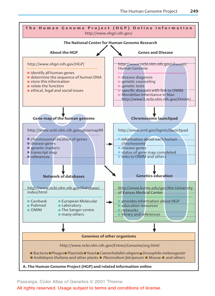 image for page Color atlas of genetics Passarge E