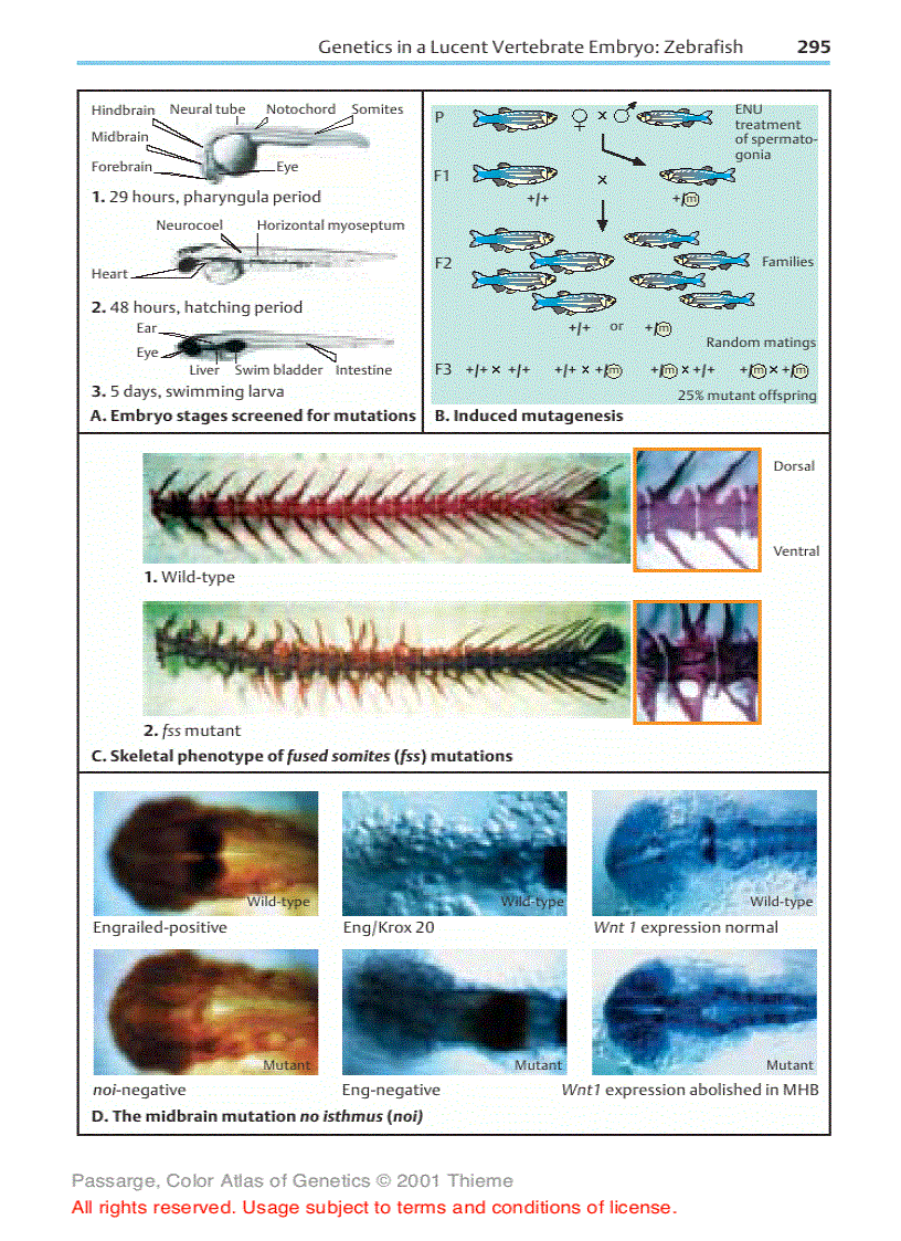 image for page Color atlas of genetics Passarge E