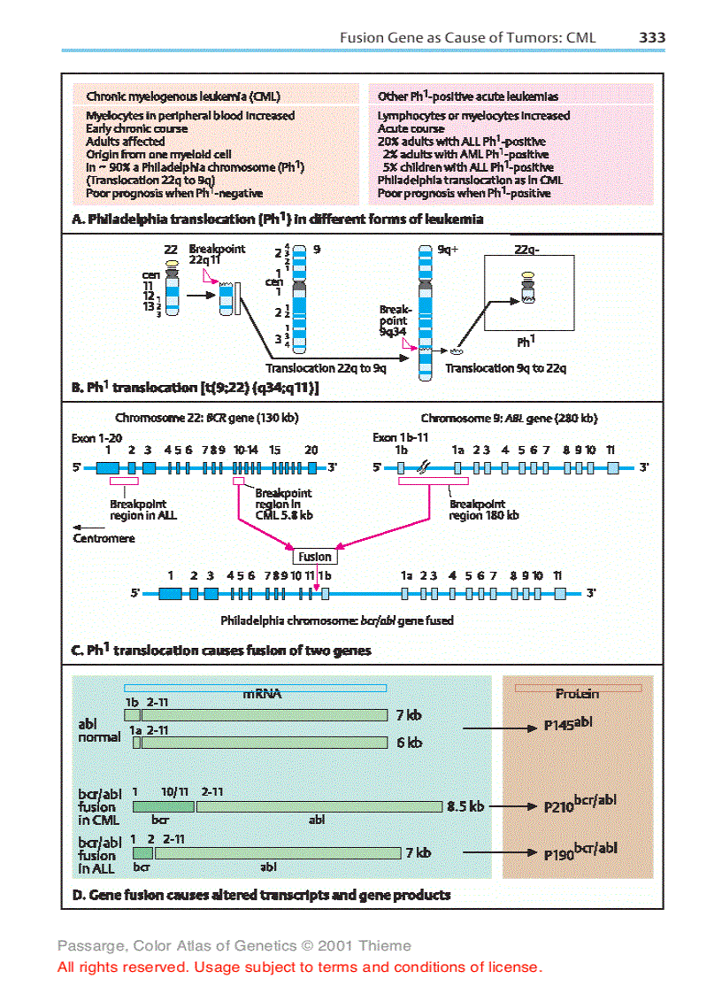 image for page Color atlas of genetics Passarge E