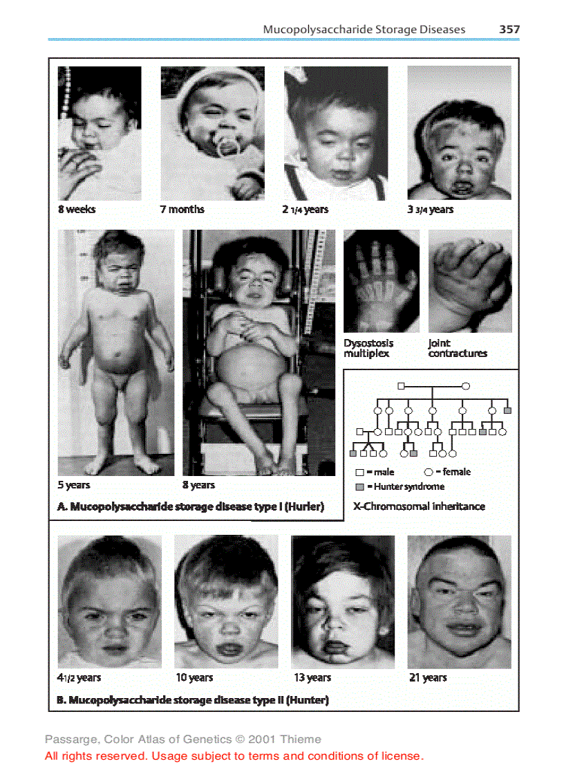 image for page Color atlas of genetics Passarge E