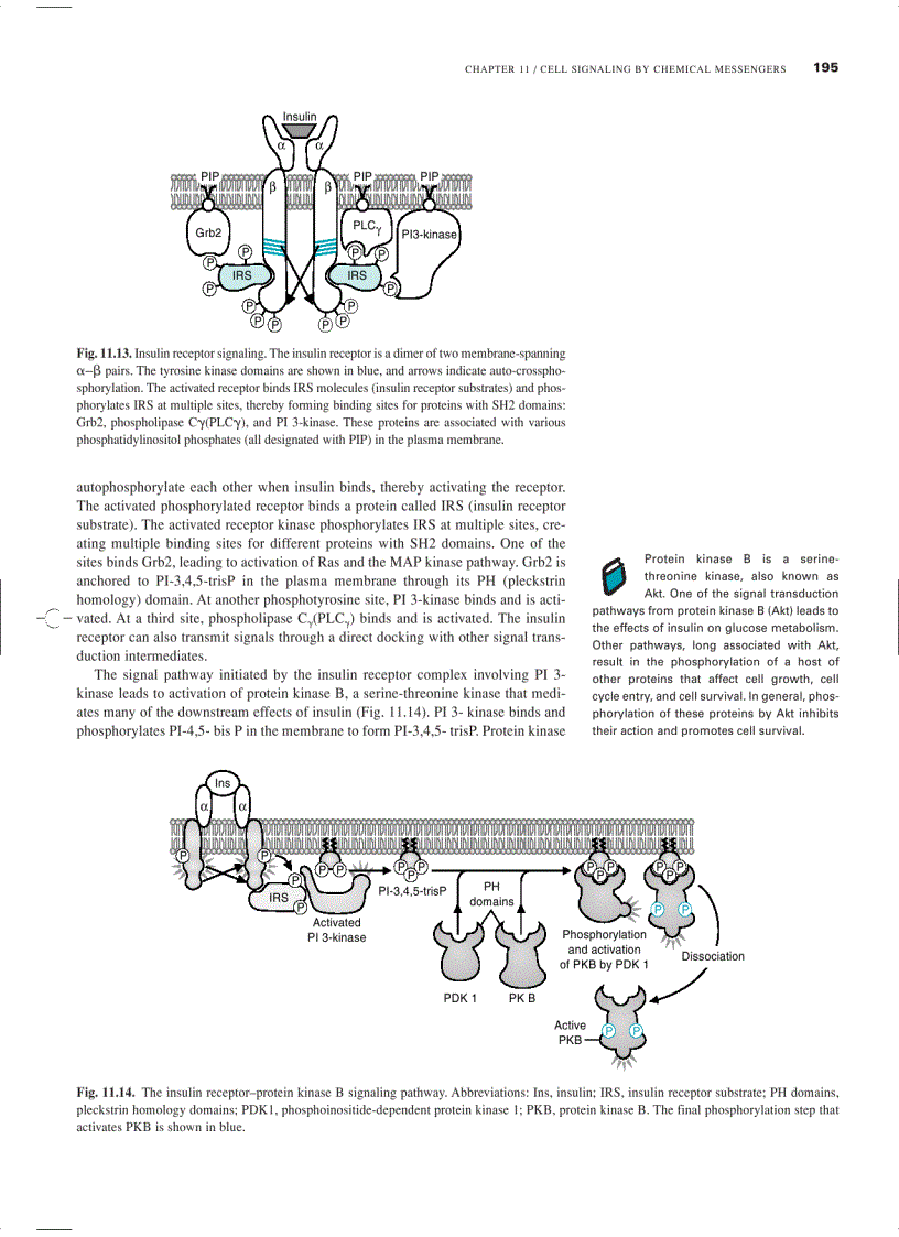 image for page Marks Basic Medical Biochemistry A Clinical Approach