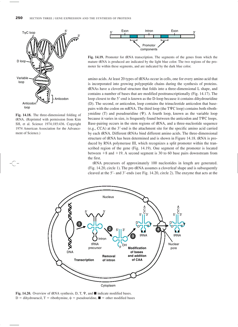 image for page Marks Basic Medical Biochemistry A Clinical Approach
