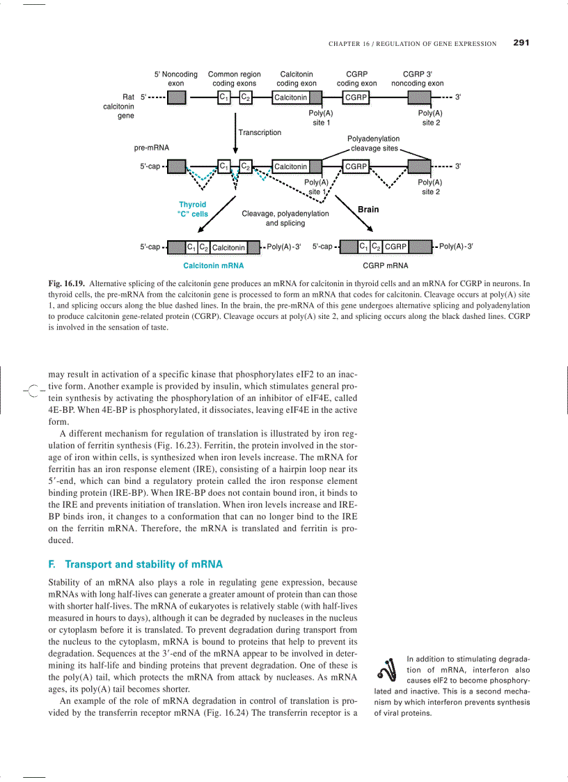 image for page Marks Basic Medical Biochemistry A Clinical Approach