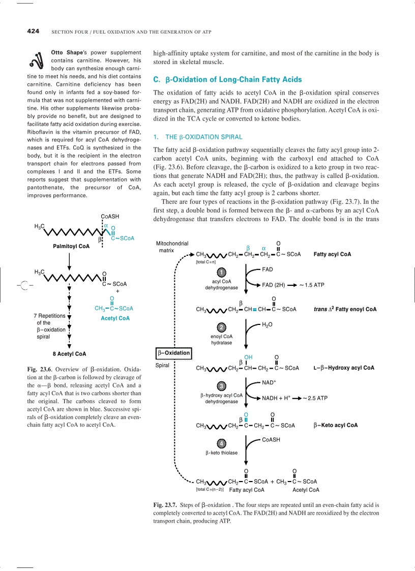 image for page Marks Basic Medical Biochemistry A Clinical Approach