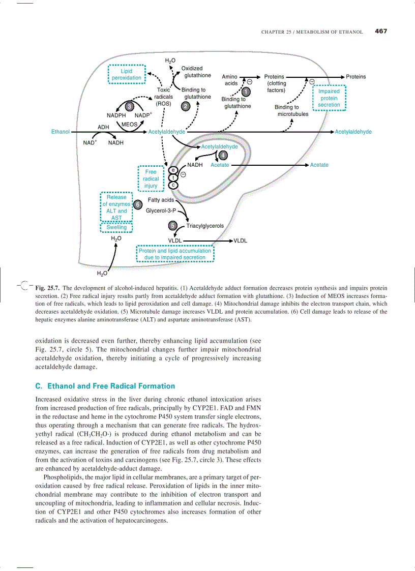 image for page Marks Basic Medical Biochemistry A Clinical Approach