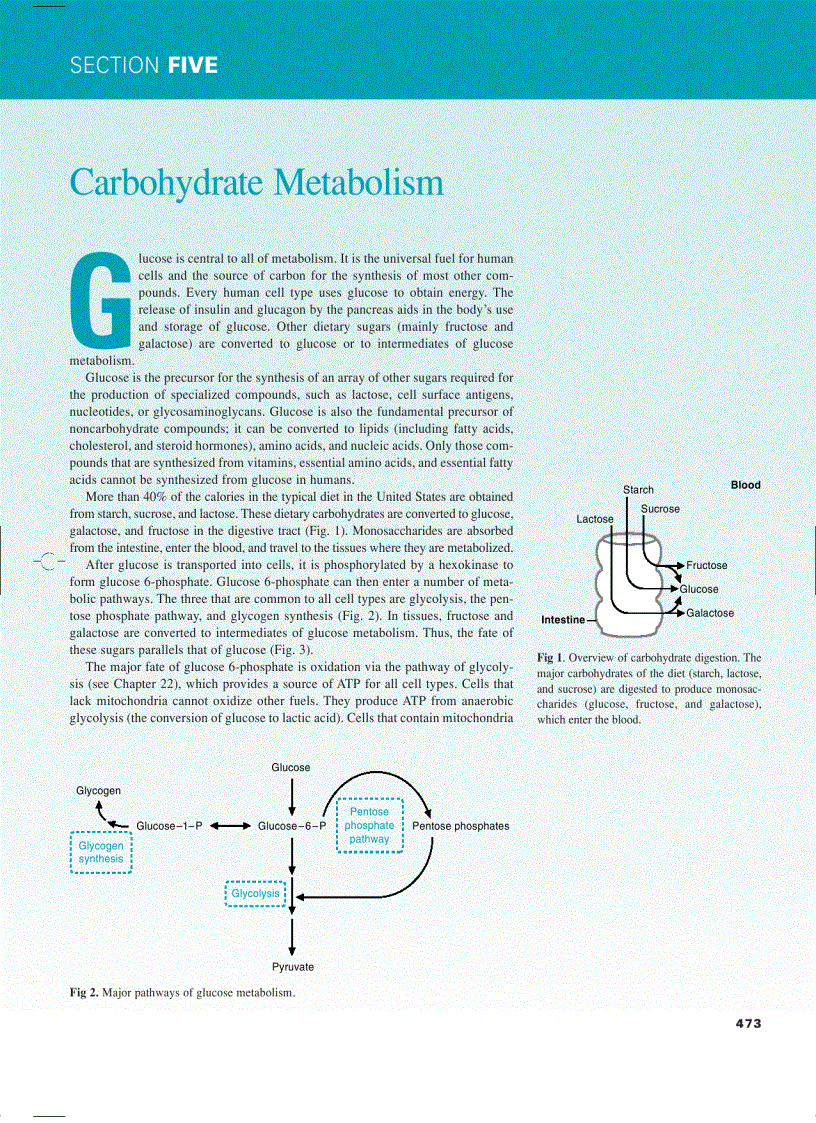 image for page Marks Basic Medical Biochemistry A Clinical Approach