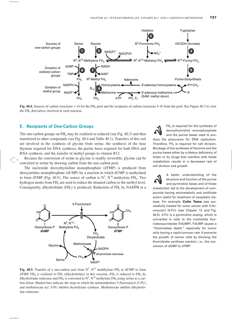image for page Marks Basic Medical Biochemistry A Clinical Approach