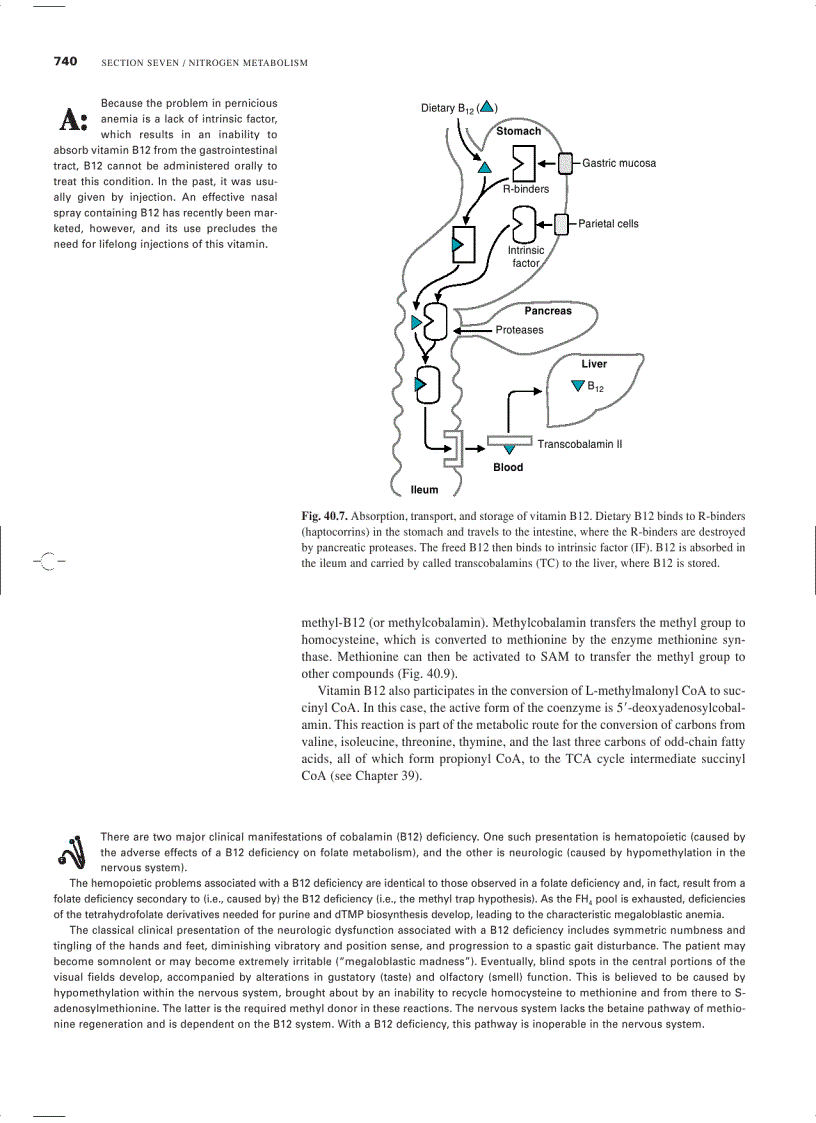 image for page Marks Basic Medical Biochemistry A Clinical Approach