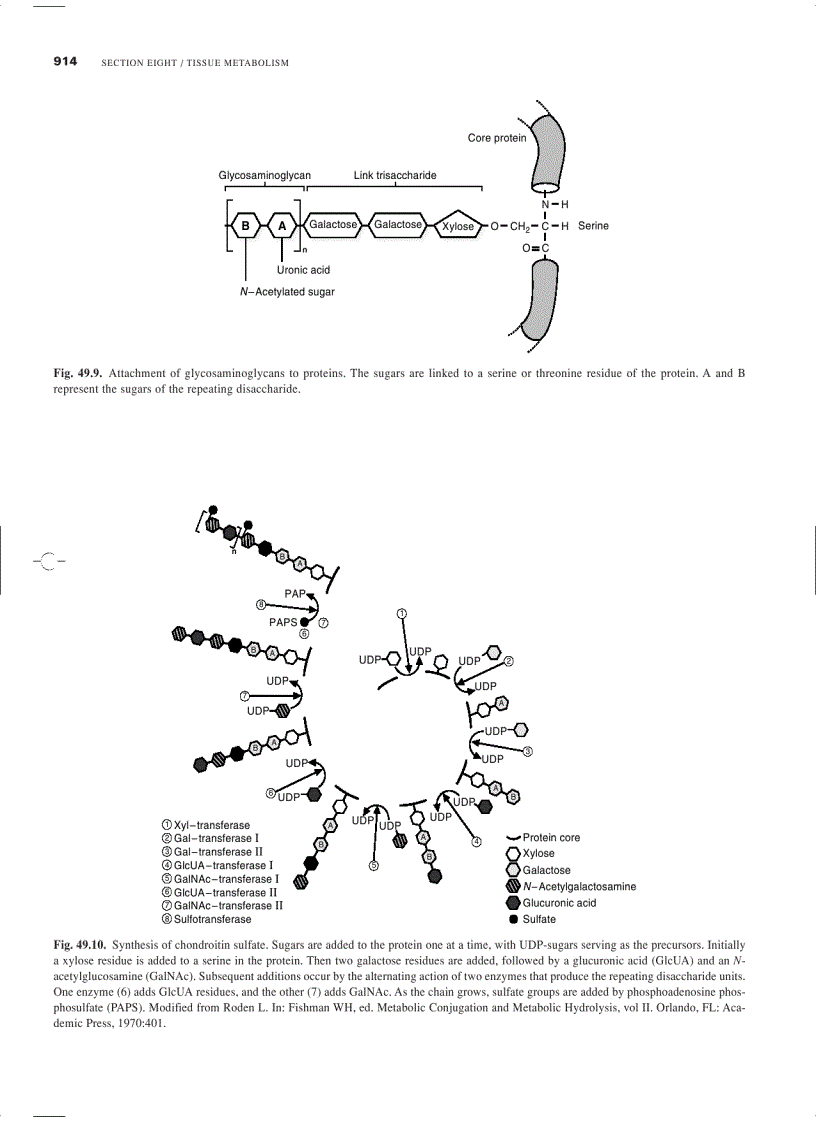 image for page Marks Basic Medical Biochemistry A Clinical Approach