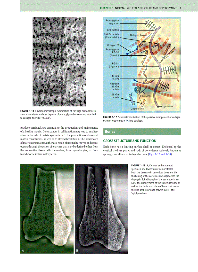 image for page Orthopaedic Pathology 5 Edition