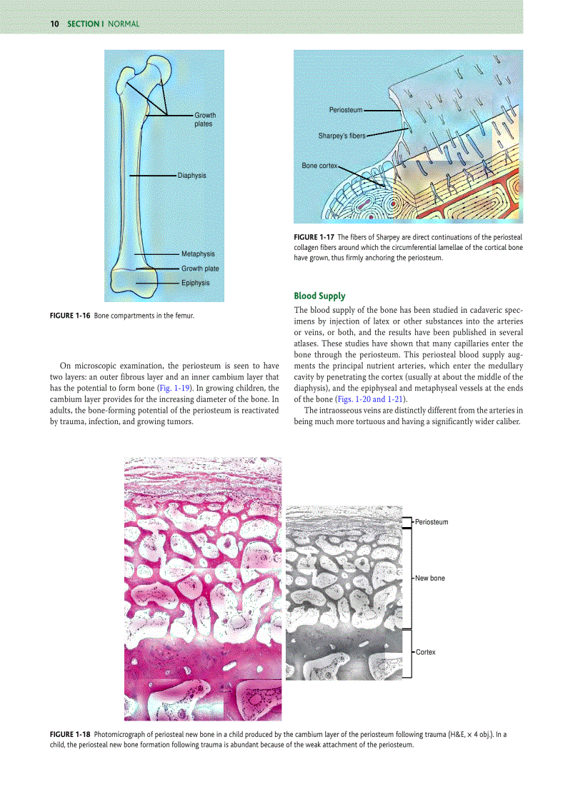 image for page Orthopaedic Pathology 5 Edition