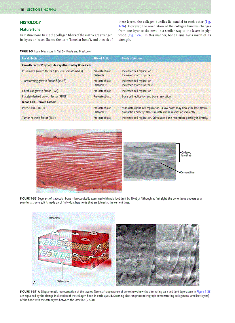 image for page Orthopaedic Pathology 5 Edition