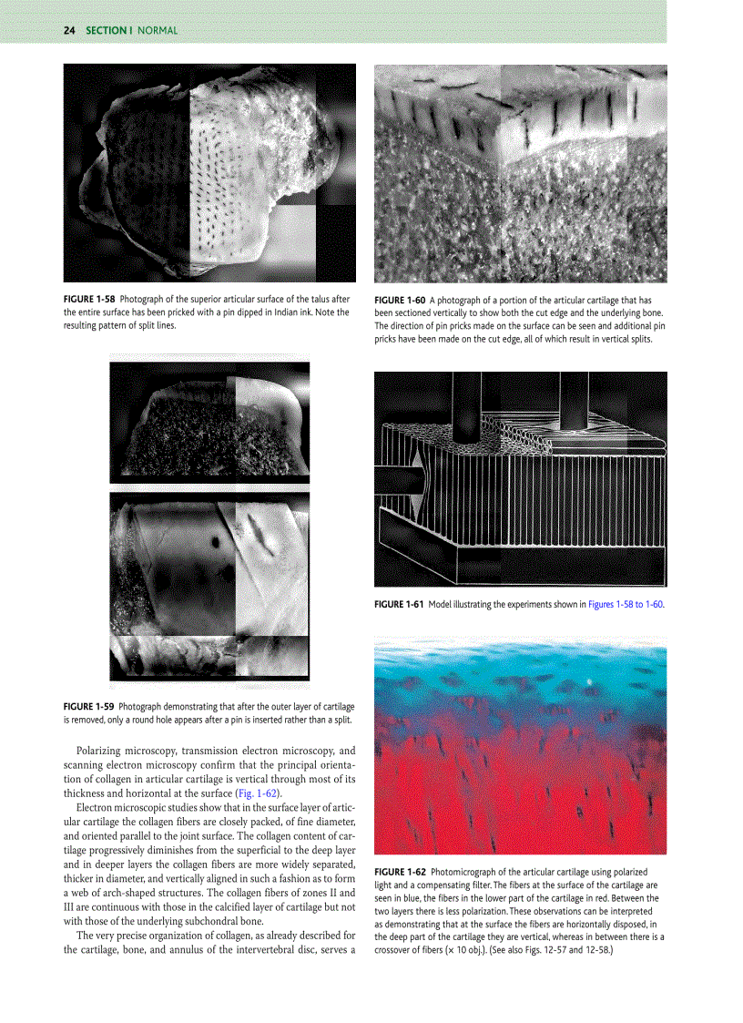 image for page Orthopaedic Pathology 5 Edition
