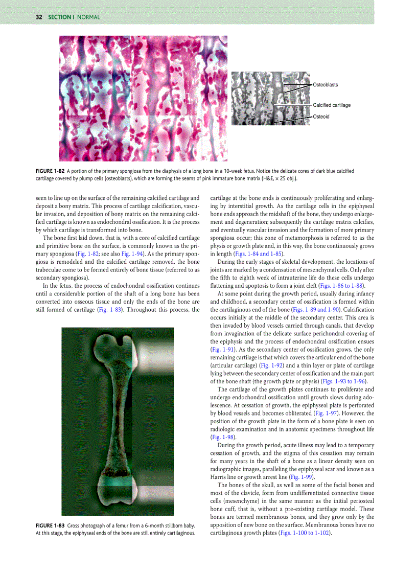image for page Orthopaedic Pathology 5 Edition