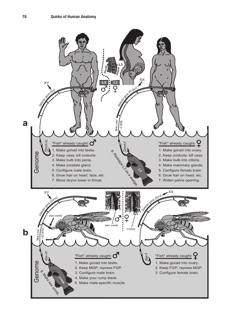 image for page Quirks of Human Anatomy An Evo Devo Look at the Human Body