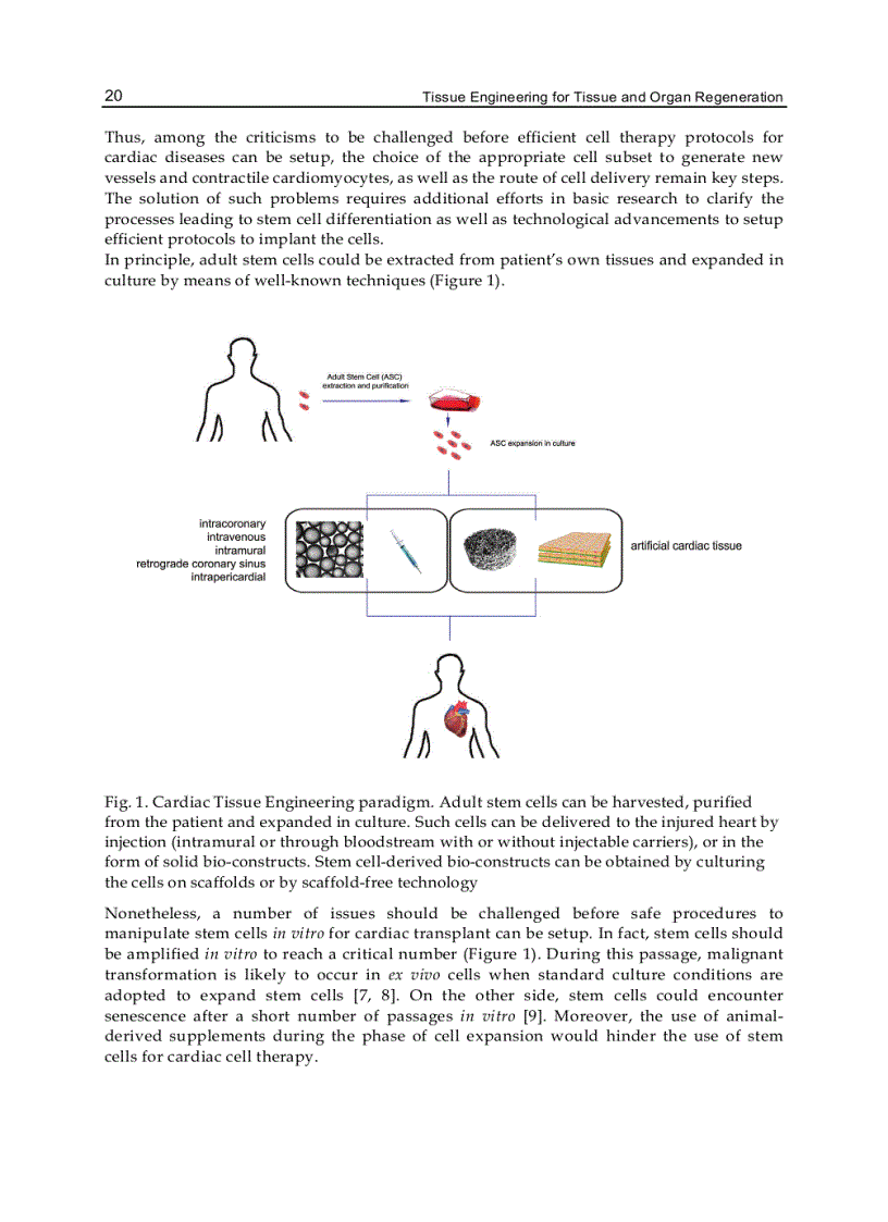 image for page Tissue Engineering for Tissue and Organ Regeneration
