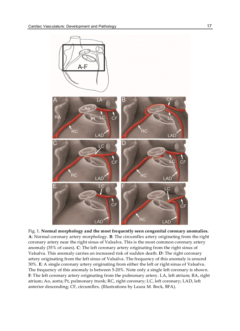 image for page Vasculogenesis and Angiogenesis from Embryonic Development to Regenerative Medicine