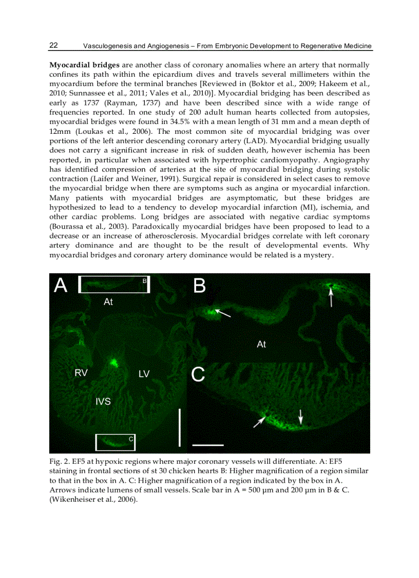 image for page Vasculogenesis and Angiogenesis from Embryonic Development to Regenerative Medicine
