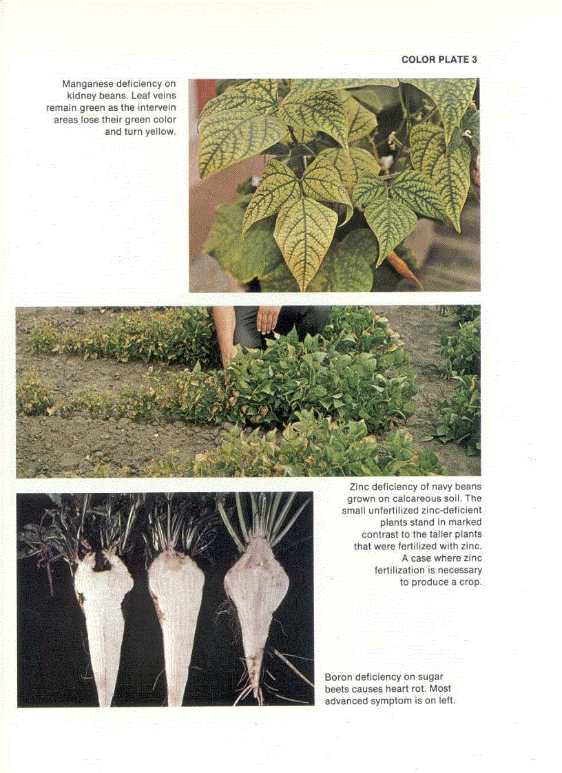 image for page Fundamentals of Soil Science 8th Edition