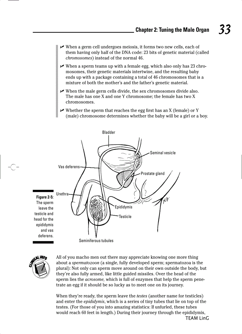 image for page Sex For Dummies