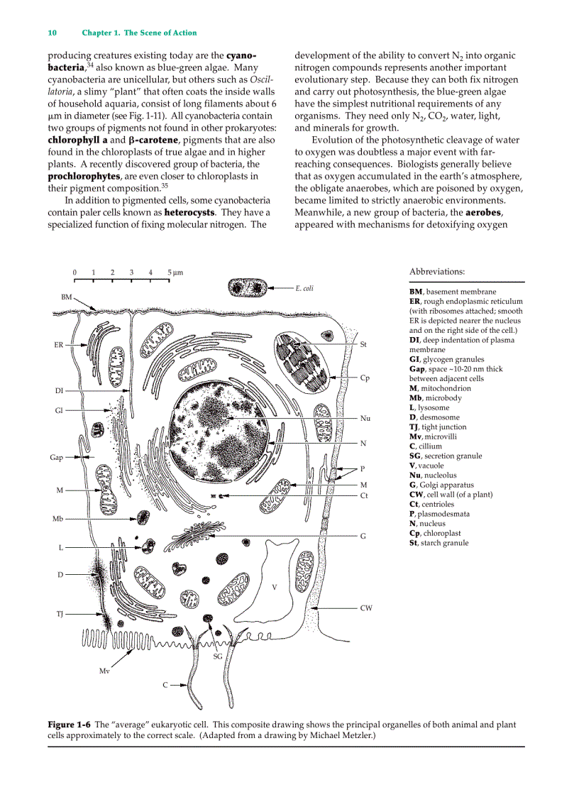 image for page Biochemistry 2 Volume Set 2nd Edition