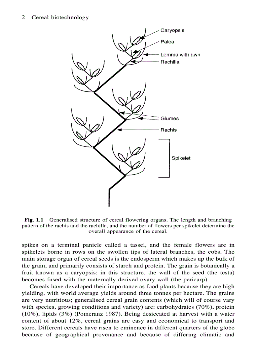 Cereal Biotechnology