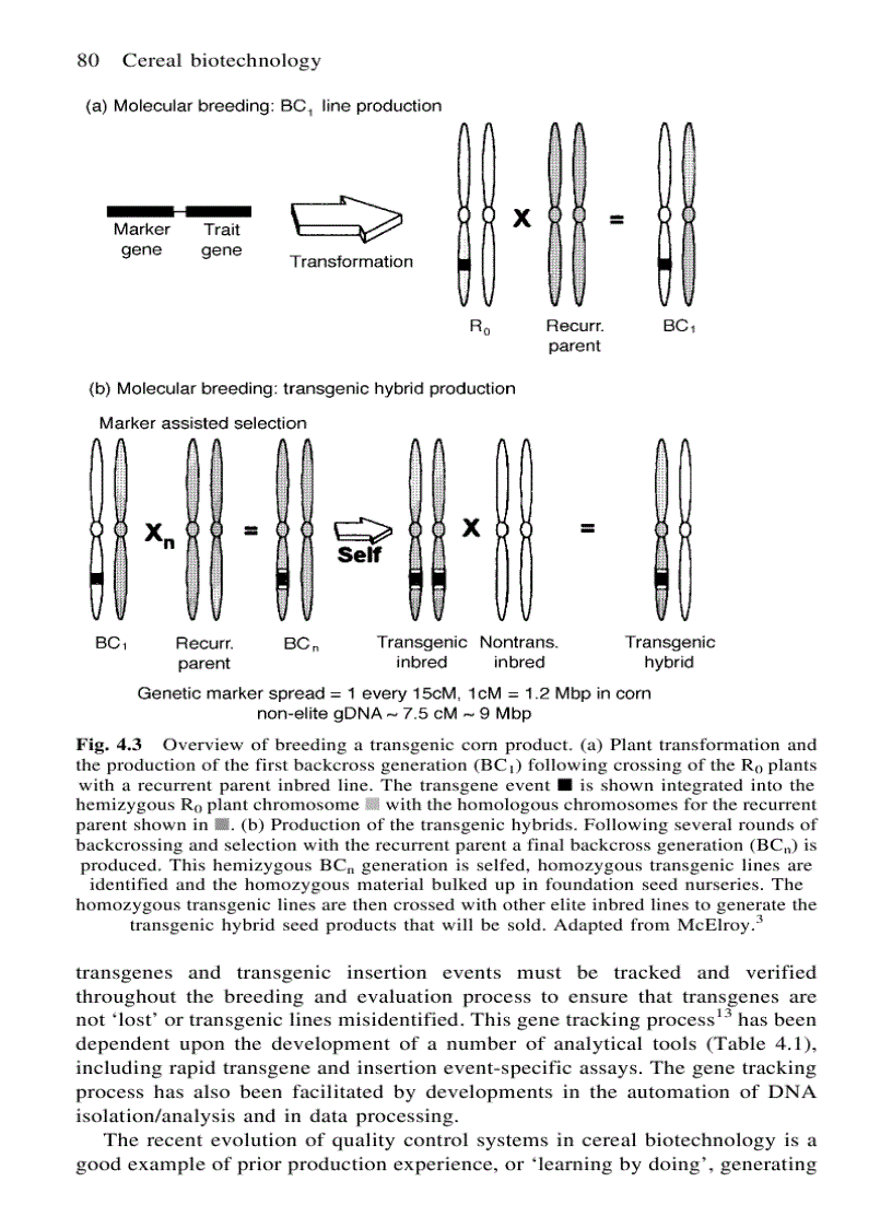 image for page Cereal Biotechnology