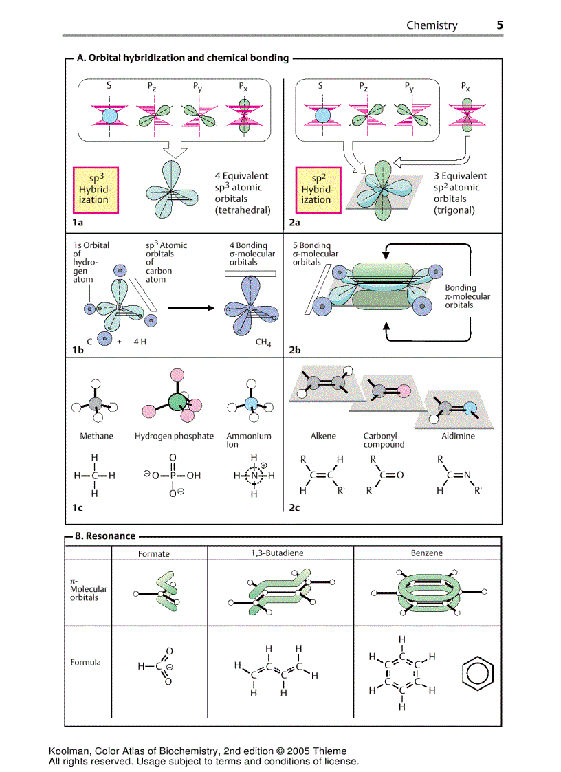 image for page Color Atlas of Biochemistry