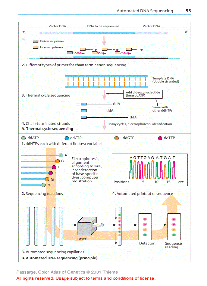 image for page Color Atlas of Genetics Thieme Flexibook 2nd Edition